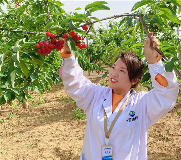 1622512913281485.jpg 今世康公司櫻桃采摘自助燒烤團(tuán)建活動(dòng)3.jpg