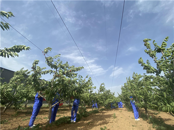 1622512929519495.jpg 今世康公司櫻桃采摘自助燒烤團(tuán)建活動(dòng)4.jpg