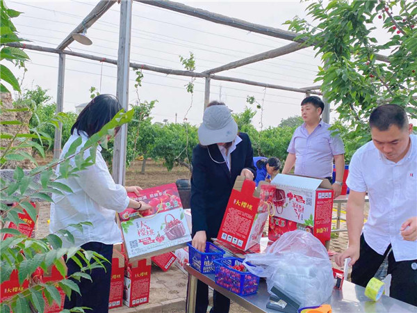 1622512956376616.jpg 今世康公司櫻桃采摘自助燒烤團(tuán)建活動(dòng)6.jpg