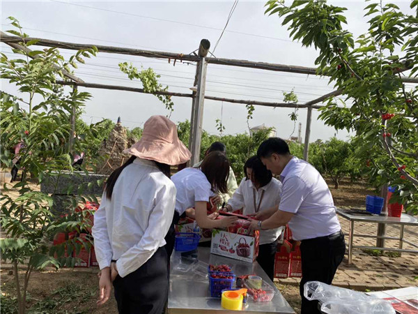 1622512968232587.jpg 今世康公司櫻桃采摘自助燒烤團(tuán)建活動(dòng)7.jpg